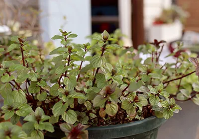 豆当番イメージ