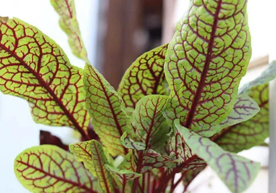 豆当番イメージ