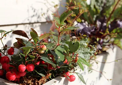 豆当番イメージ